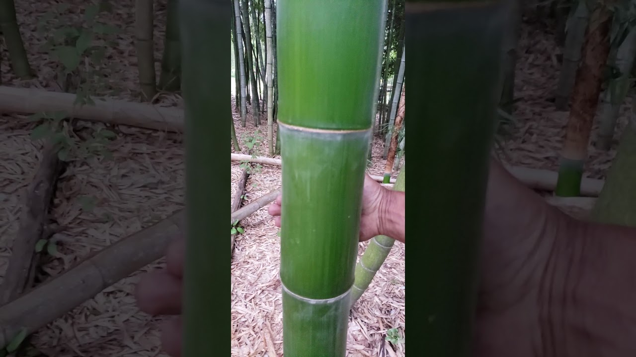 Love my money trees, phystatchy vivax sweet bamboo