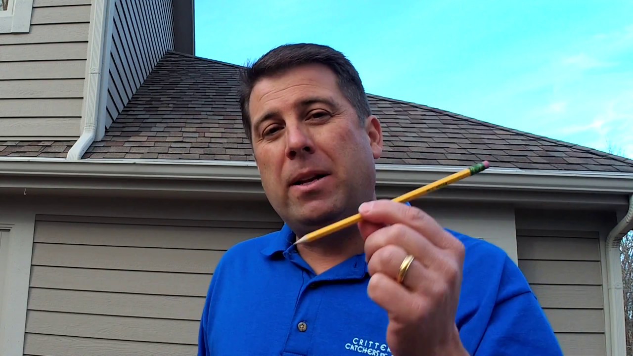 How do bats get inside your attic?