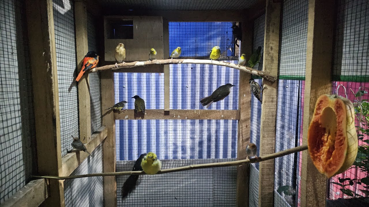 Live Mini Aviary Pagi Burung Pada Gacor ga?