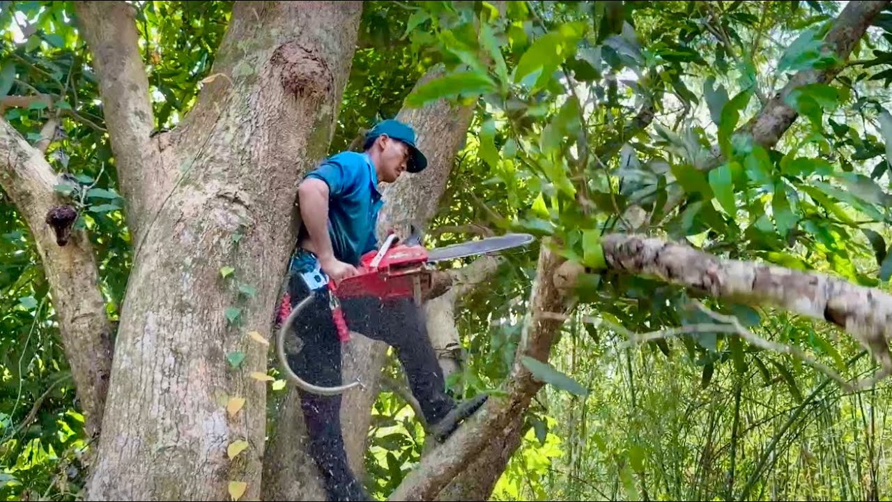 Cưa hai cây xoài siêu to , Siêu nhánh . Cưa cây kỷ thuật cao