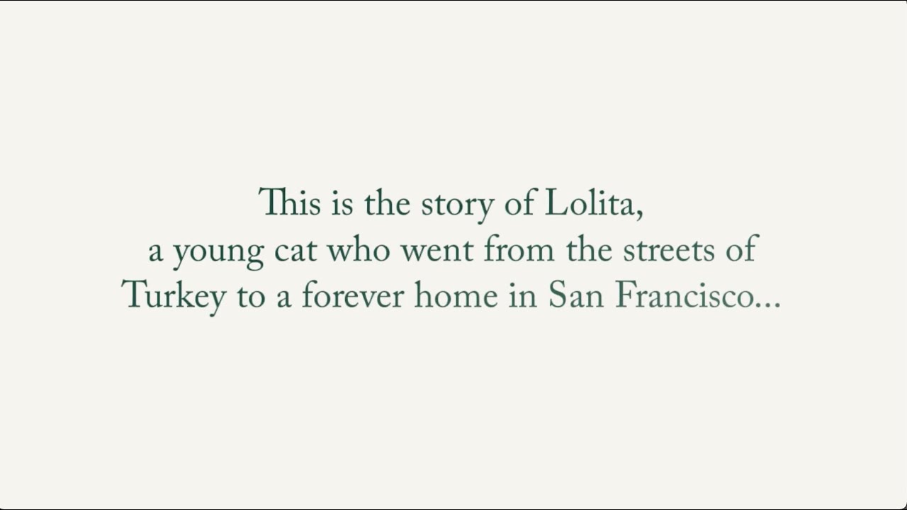 The Incredible Story of Rescue Cat Lolita