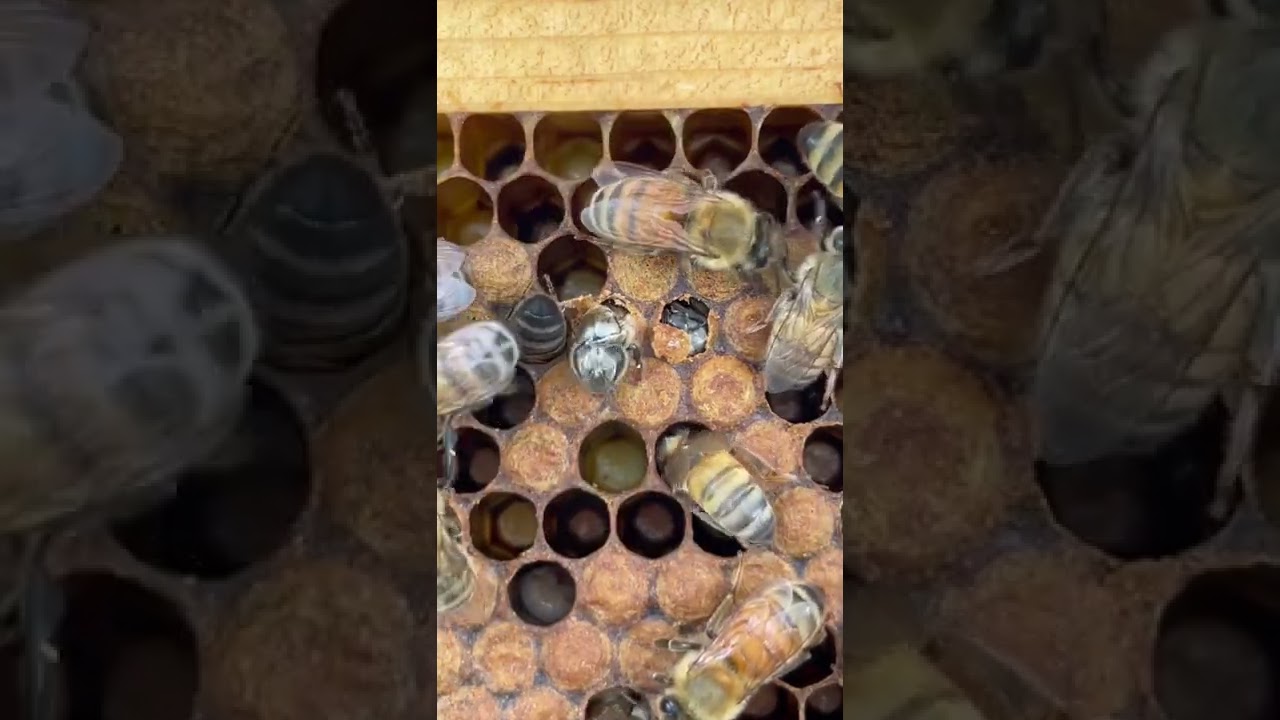 The Birth of a Bee