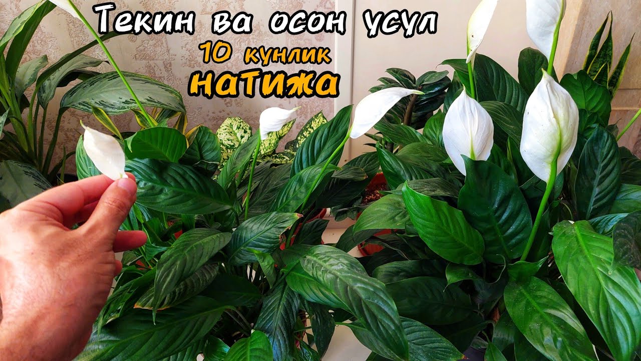 Аёл бахти гулини текин йўл билан чаман гуллатиш (10 кунлик натижа).