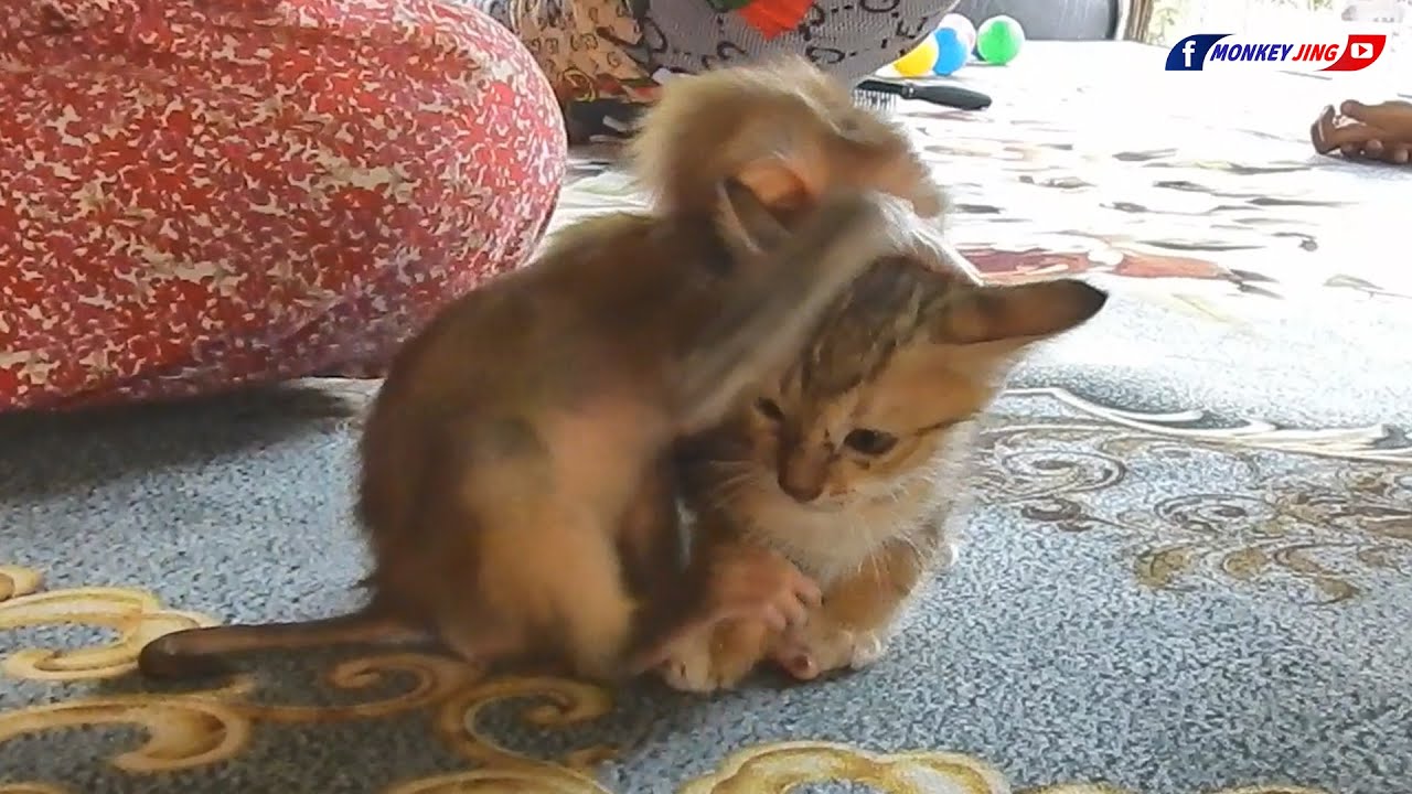 Jing Plays With Her Kitten Friends!