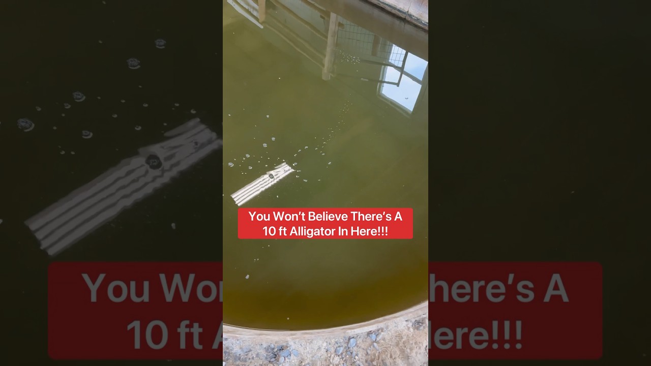 You Won&rsquo;t Believe There&rsquo;s A 10 ft. Alligator In Here!!! 😱🐊#shorts #alligator