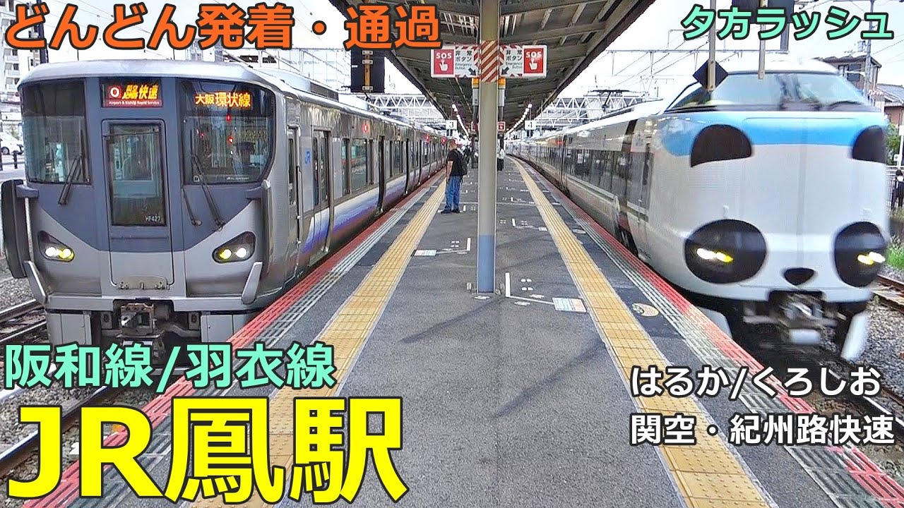 JR鳳駅 2🚃どんどん電車が発着・通過！●特急 くろしお・はるか、関空・紀州路快速、区間快速 等／夕方ラッシュ 阪和線・羽衣線【JR西日本】