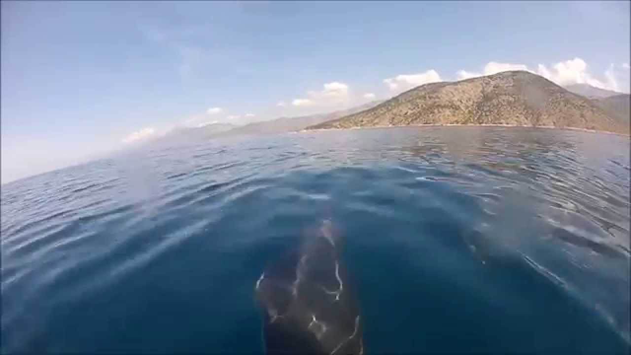 ΚΟΡΙΝΘΙΑΚΟΣ ΚΟΛΠΟΣ - ΖΩΝΟΔΕΛΦΙΝΑ