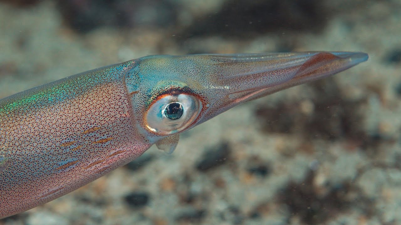 Small creatures found during a winter dive outside Ålesund