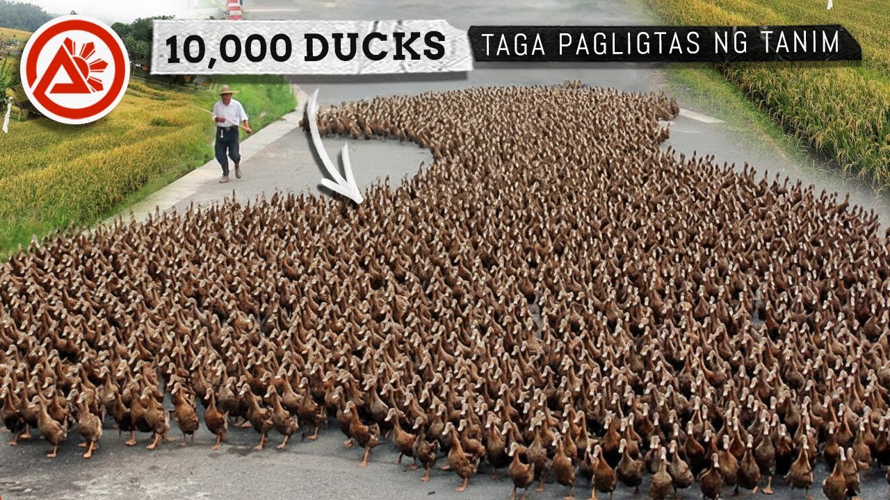 10,000 na mga Itik - Grabe ang Dami!, Sila Pala ang Nagpo-protect ng Palayan.