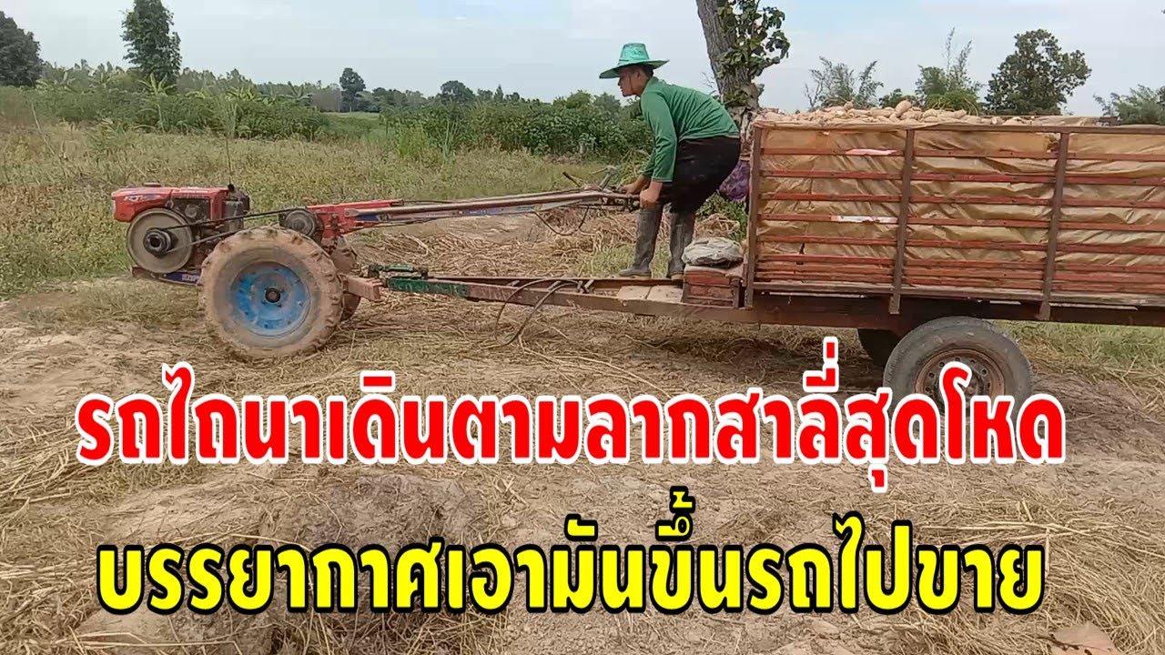 รถไถนาเดินตามลากสาลี่สุดโหด บรรยากาศเอามันขึ้นรถไปขาย