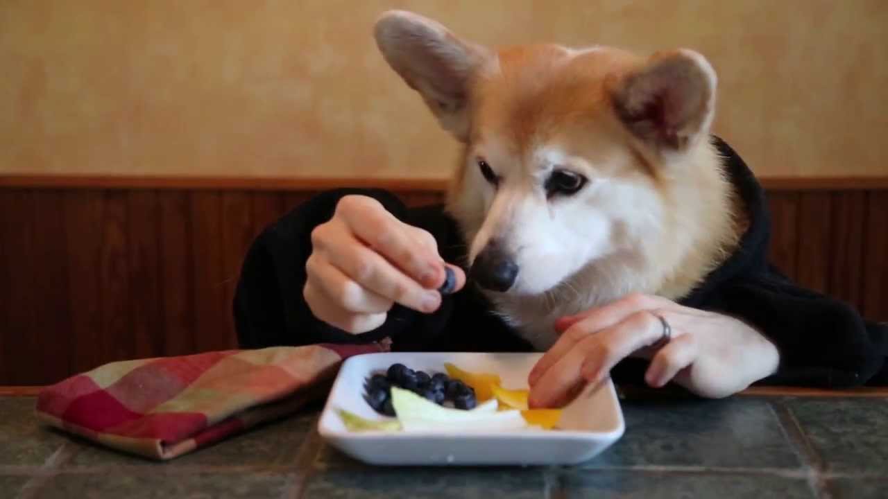 Lunch With Bob the Corgi