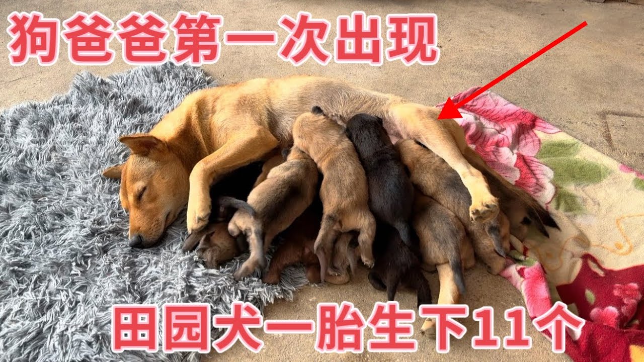 看哭了！田园犬一胎生了11只，整整半个月过去了，狗爸爸第一次出现，看看母狗什么反应？看完太暖心了