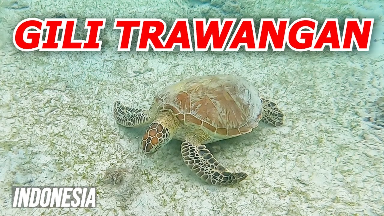 Adventures on GILI TRAWANGAN 🇮🇩 (we didn’t expect it to be like this) | Travel Indonesia
