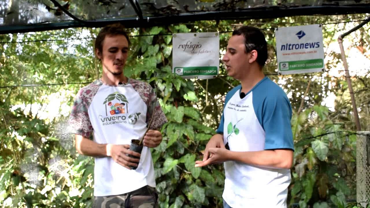 Viveiro Educandário apresenta a espécie Paineira-rosa