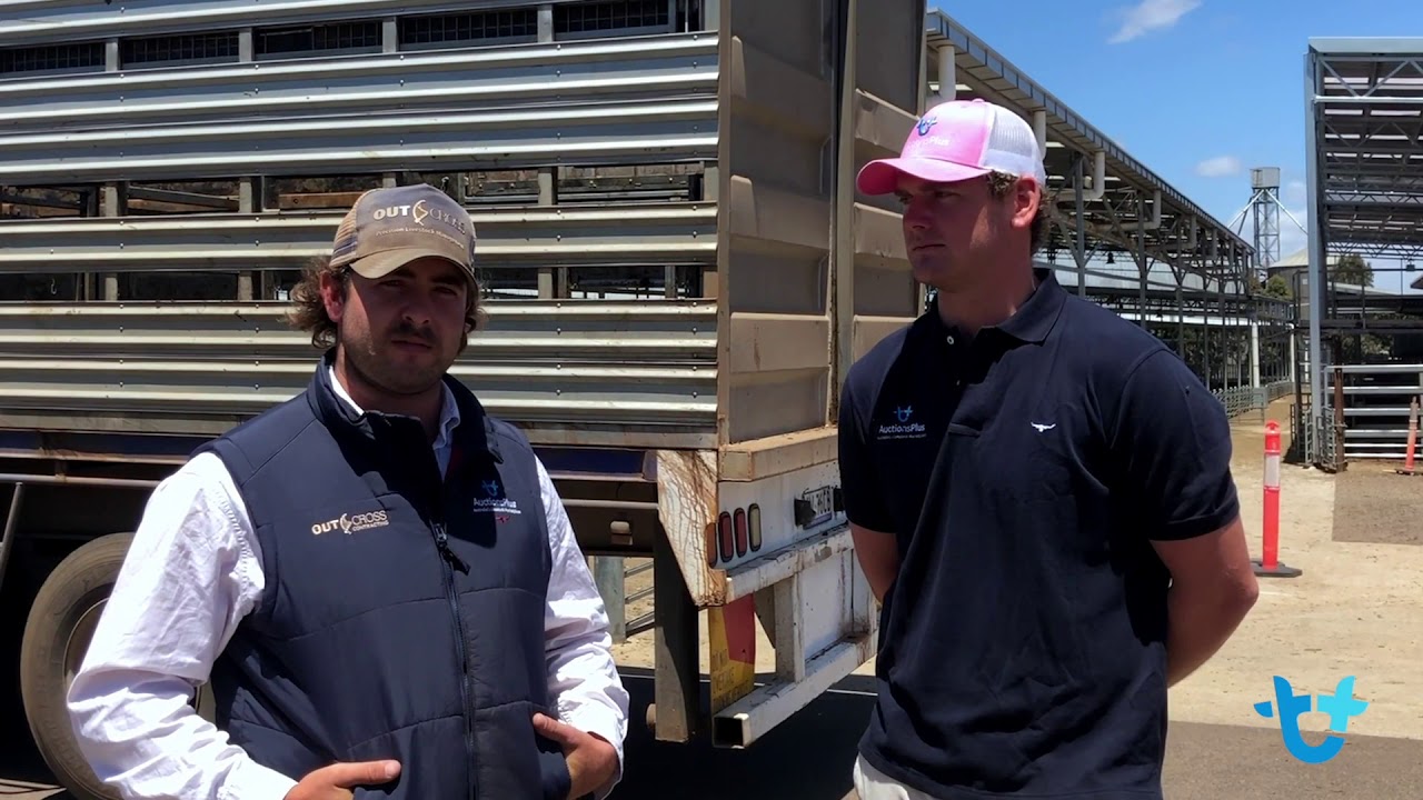 Using the AuctionsPlus online bidding platform