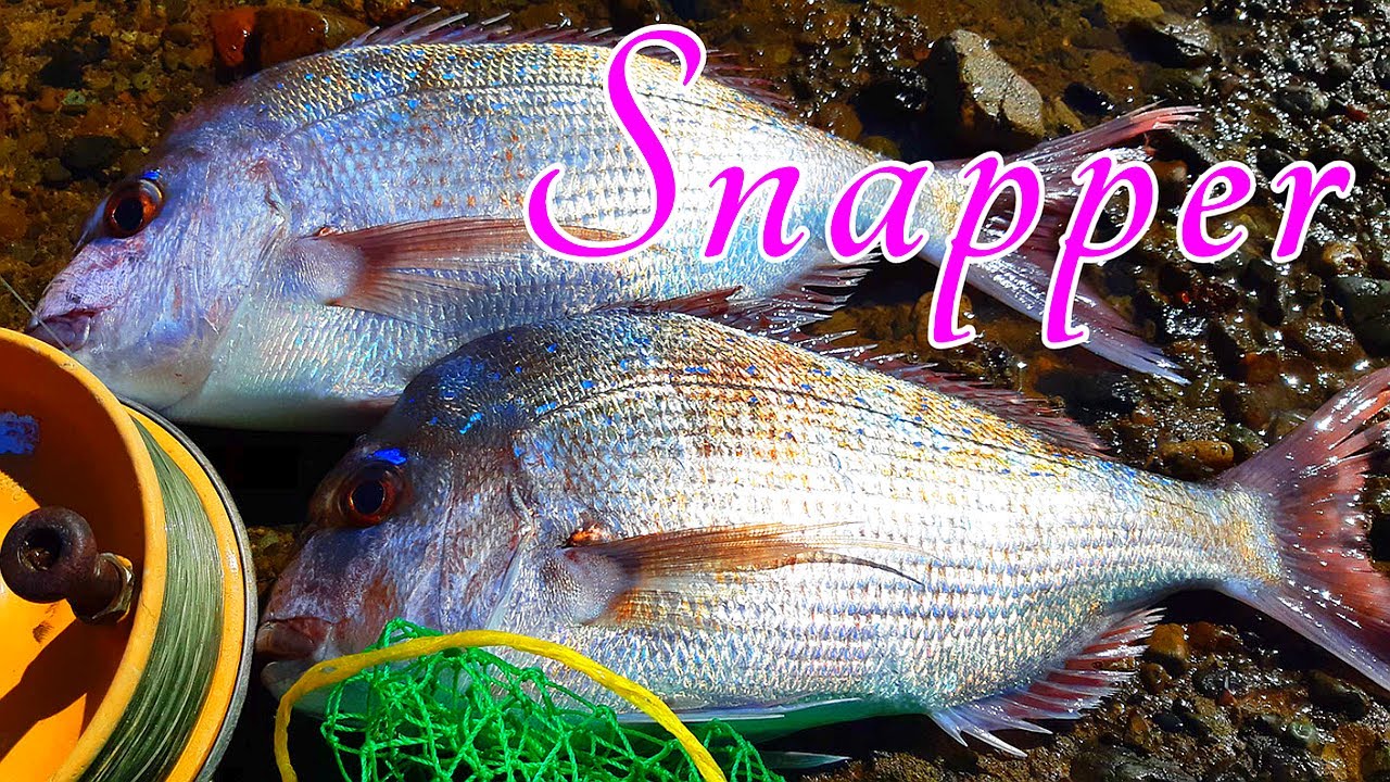 Snapper Off The Rocks