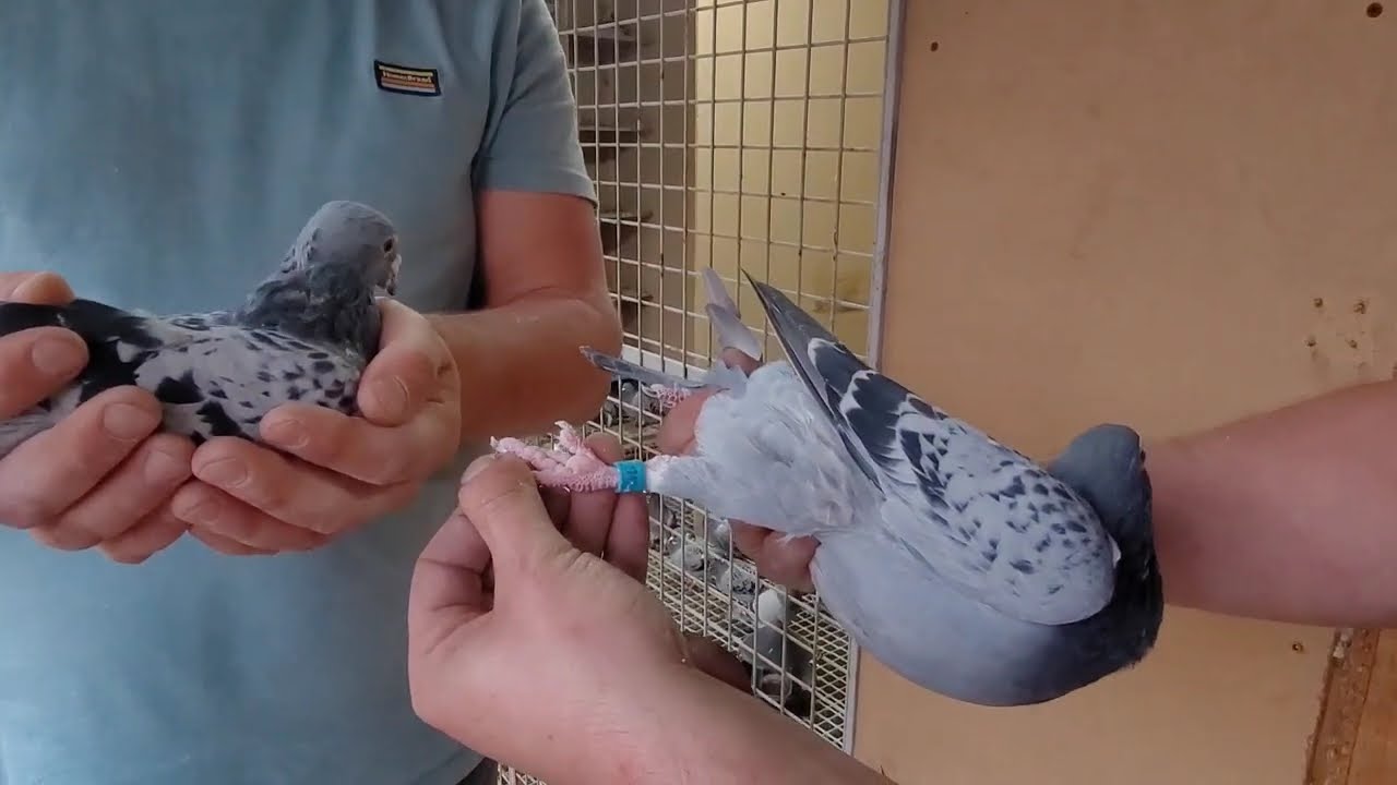 Mateusz Zyła PZHGP JURA ŁAZY sekcja Ryczów 0134 Likwidacja hodowli...