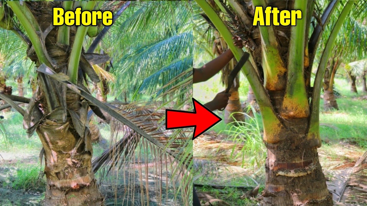 coconut tree maintenance | thennai maram paramarippu | Tamil | 2021