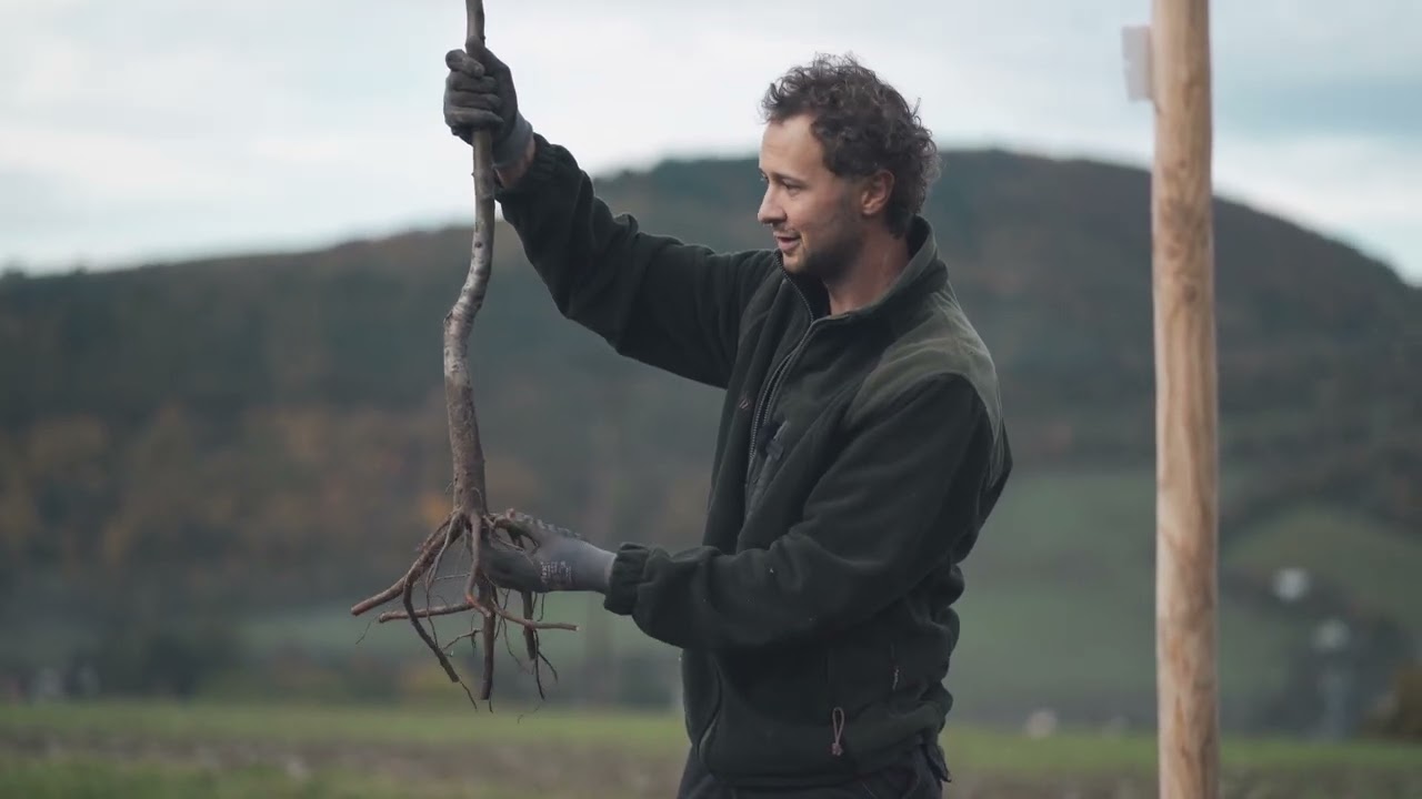 Podrobný návod ako sadiť ovocné stromy.