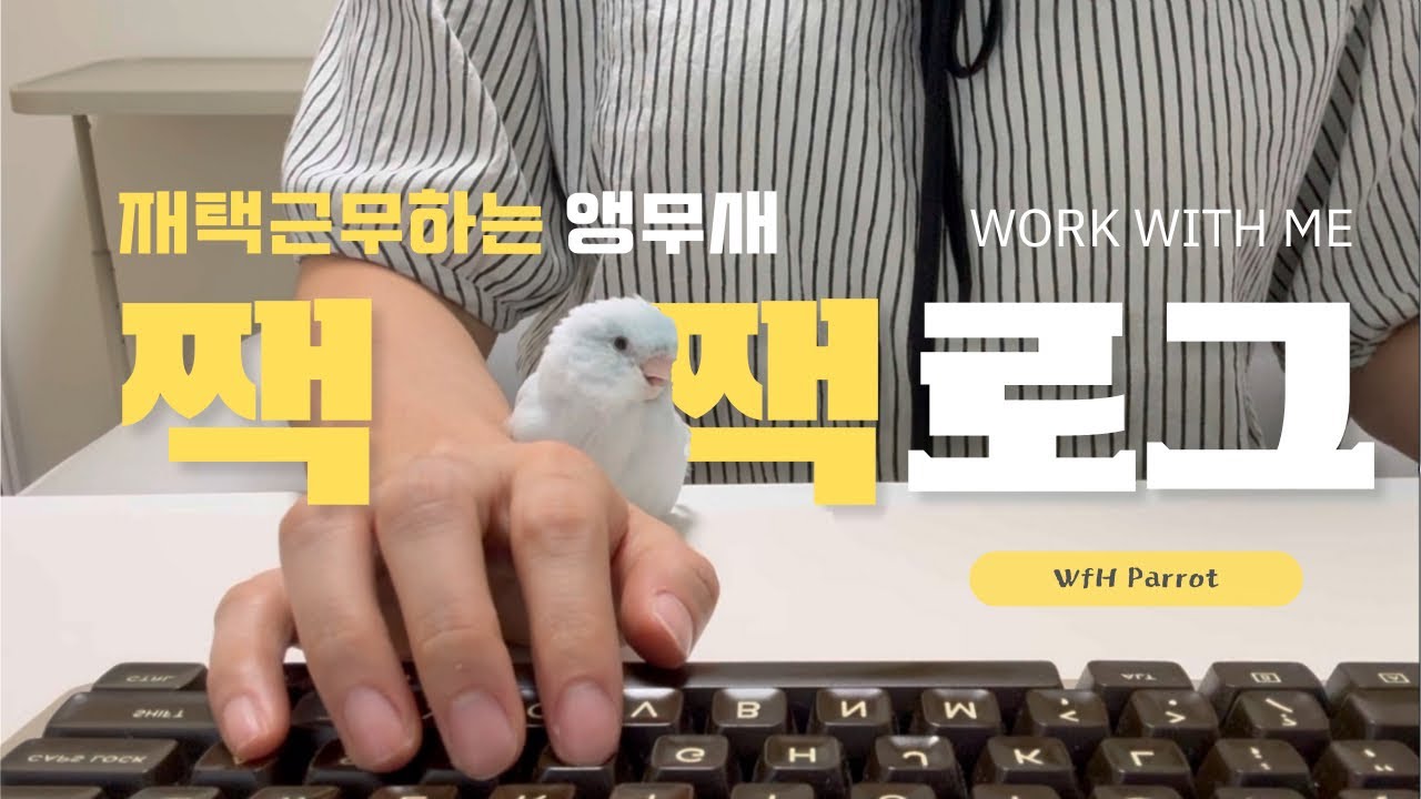 ✨세상 무해한 재택근무 메이트, 유리앵무 캔디 [Work with me]