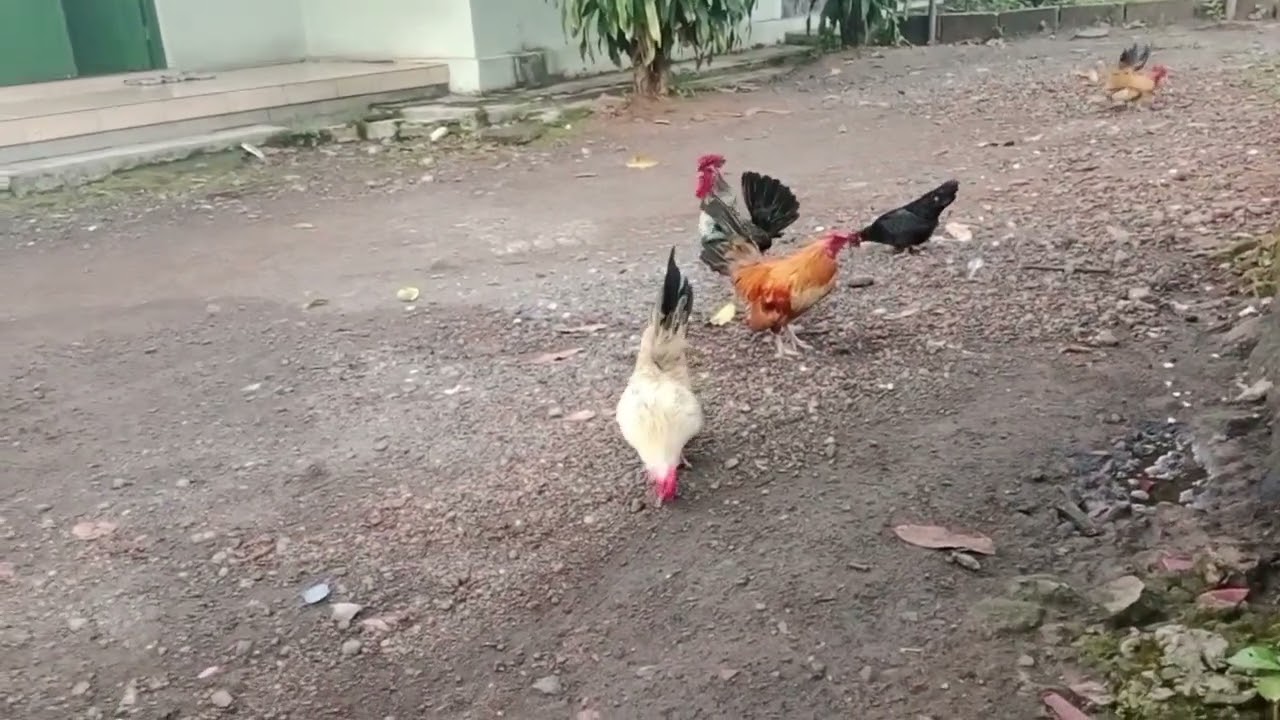 cari makan