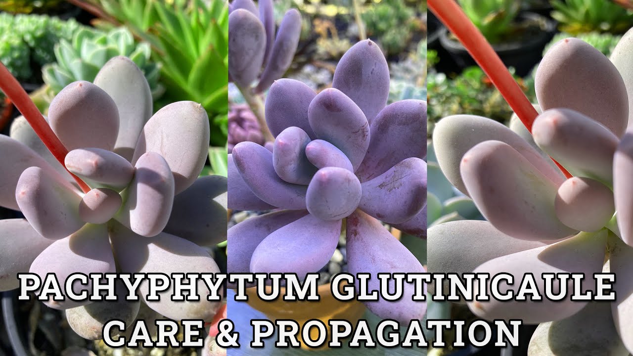 Pachyphytum Glutinicaule 'Sticky Moonstones' Care & Propagation
