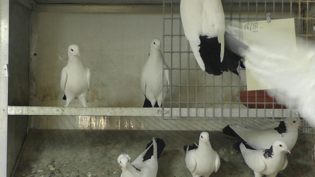 Армянские старопородные цветнохвостые  голуби Харлашина В И . 3 ая часть. Самый большой питомник  РФ