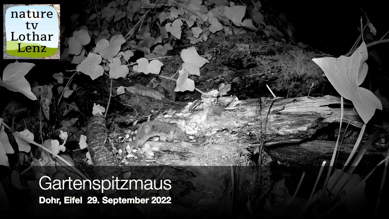 Gartenspitzmaus vor der Kamera. Dohr, Eifel 29. September 2022