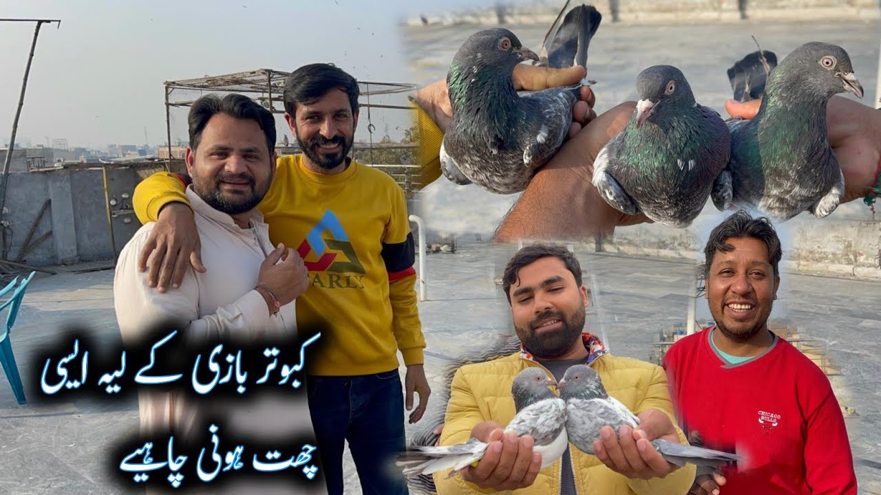 Kabootar Bazi Ka Liya Asi Chaat Huni Chahiya " Ali Bhai Ki Chaat Ka Visit "