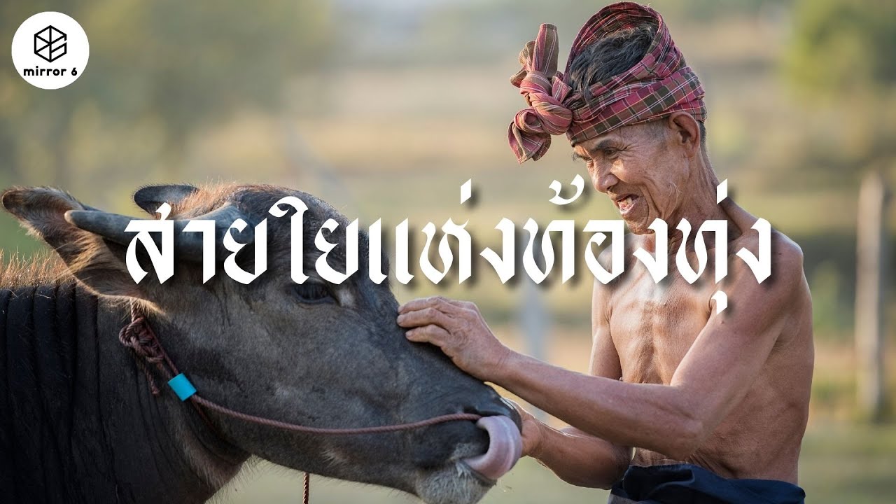 สายใยแห่งท้องทุ่ง | กระจกหกด้าน ตอน คนกับควาย (คลิปเก่าหาดูยากปี 2528)