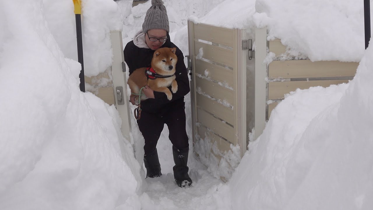 2025年新年早々大波乱！？柴犬を襲う一部始終がこちら。