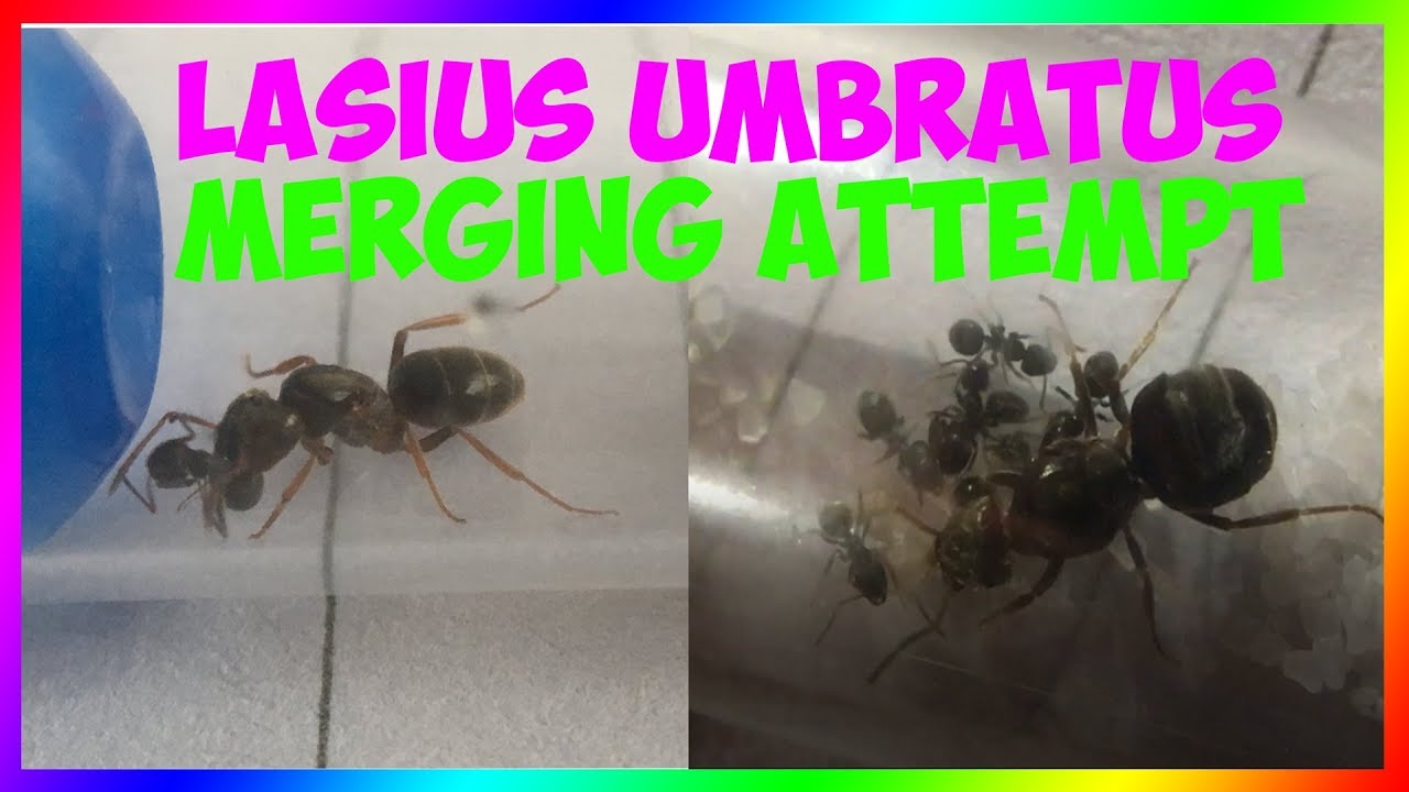 Lasius Umbratus experiment (parasitic ant)