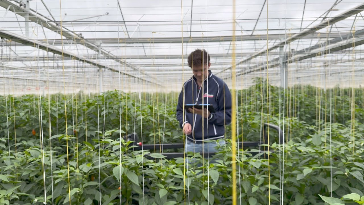 Ammerlaan Growers x LetsGrow.com - NL subtitles