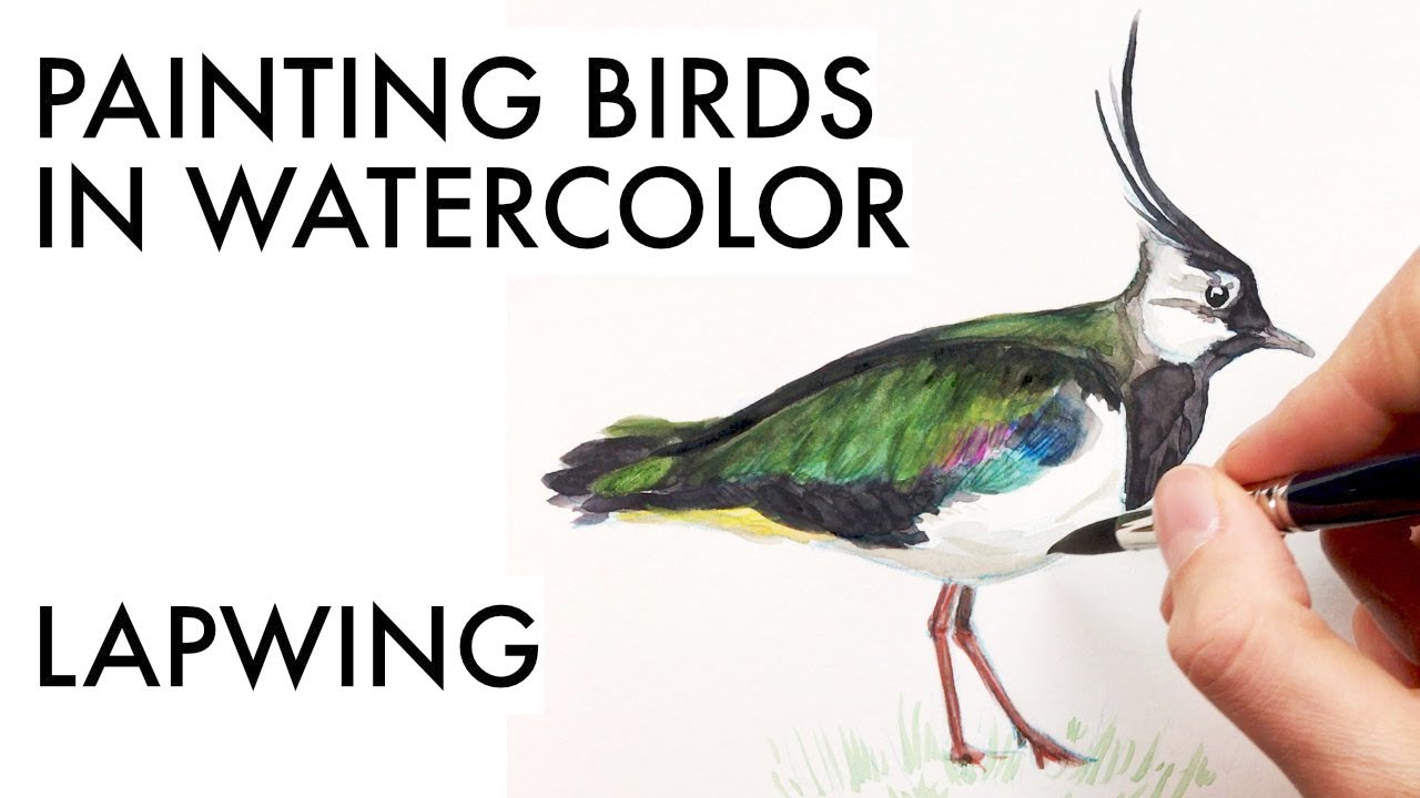 Sketching a lapwing in watercolor | iridescent feathers painting tutorial