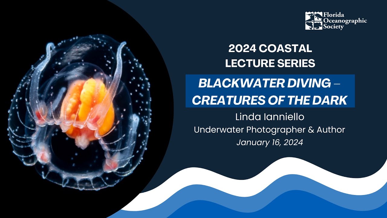 Blackwater Diving &ndash; Creatures of the Dark