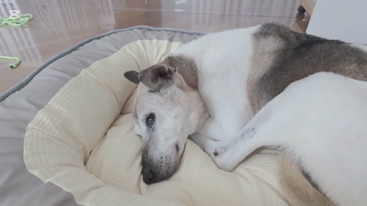 3 Weeks at Home: 15-Year-Old CiCi (柴四) Finally Finds Peace ☁️