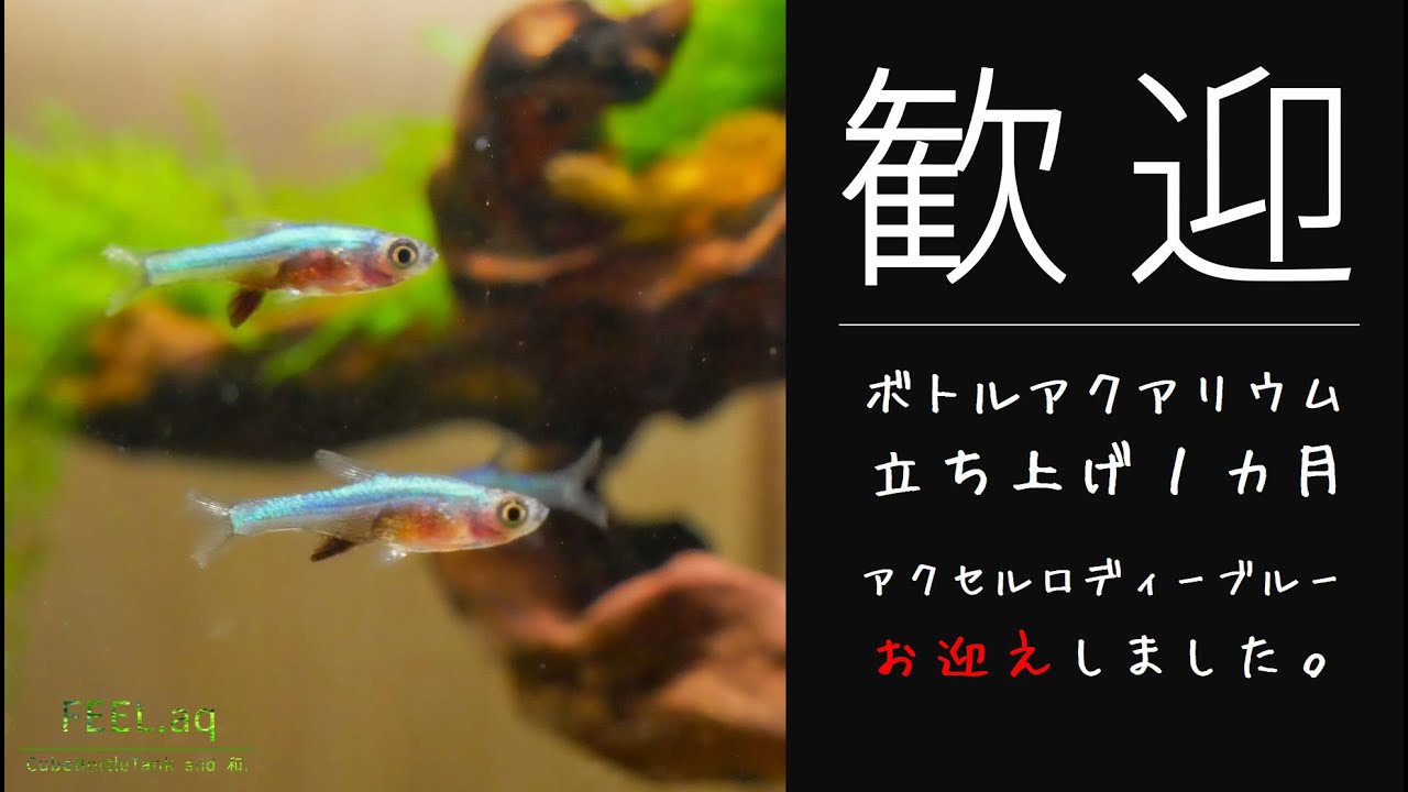 【ボトルアクアリウム】エサ食べない!?簡単アクセルロディーブルーお迎え&餌づけ【生体投入】