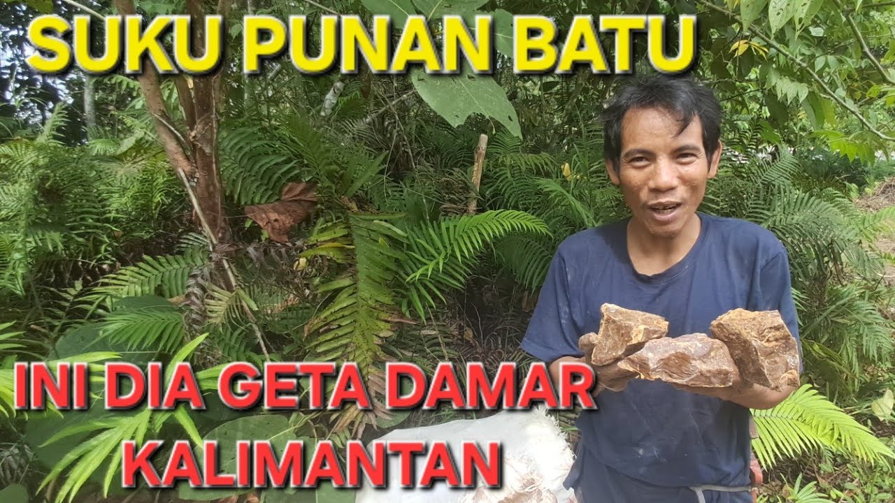 BANG IPAN SUKU PUNAN BATU MULAI USAHA JUAL GETA DAMAR YANG DI CARI DI HUTAN,HARGA BERAPA YA ?