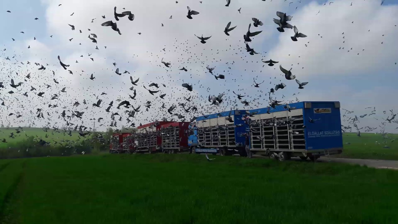 Galamb Derby Klub, Jihlava, 2017.05.06, 10.000 pigeons