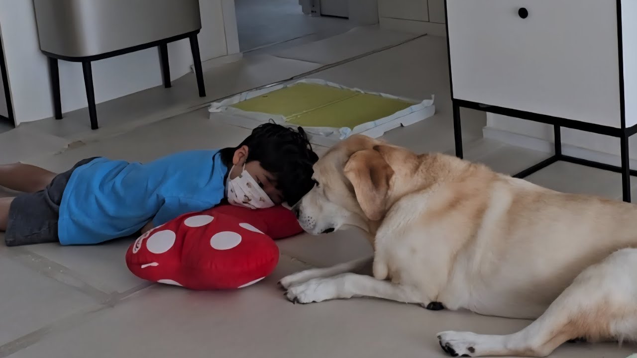 몇년만에 만났는데 나이 들어버린 리트리버와 커버린 아이