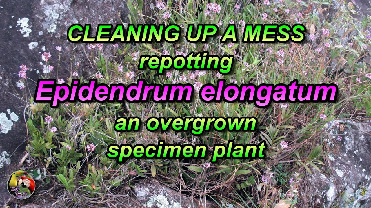 CLEANING UP A MESS & repotting Epidendrum elongatum - an overgrown specimen plant (October 20, 2023)