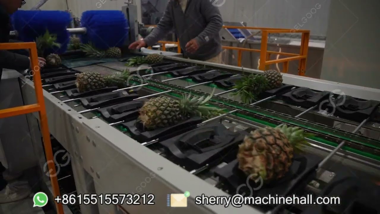 Automatic Fruit Sorting Machine for Pineapple Processing Factory