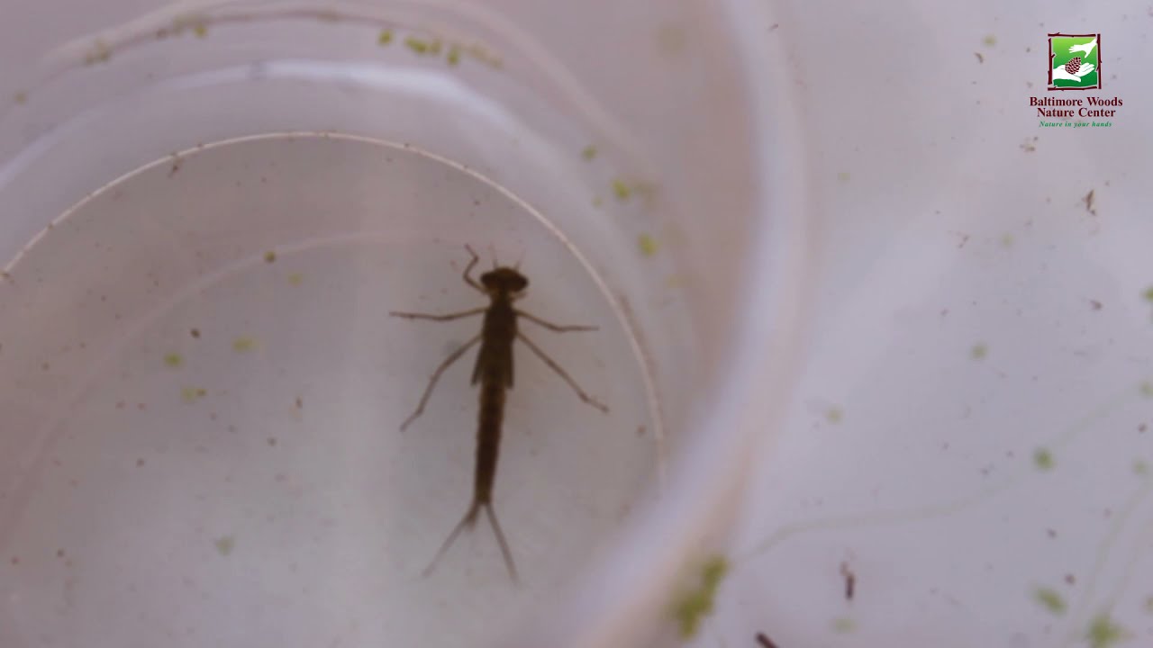 Animal of the Week: Damselflies
