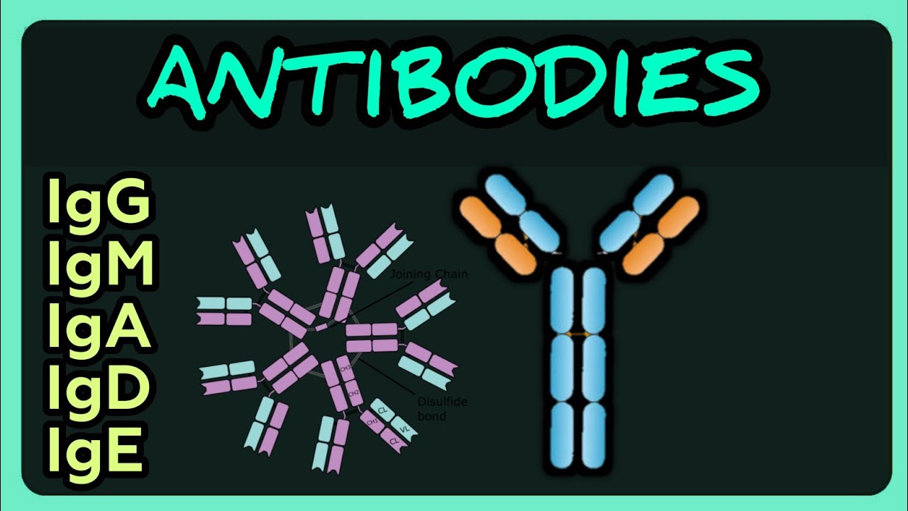 Immunoglobulins Simplified: IgG, IgM, IgA, IgD & IgE | Immunology Review 
