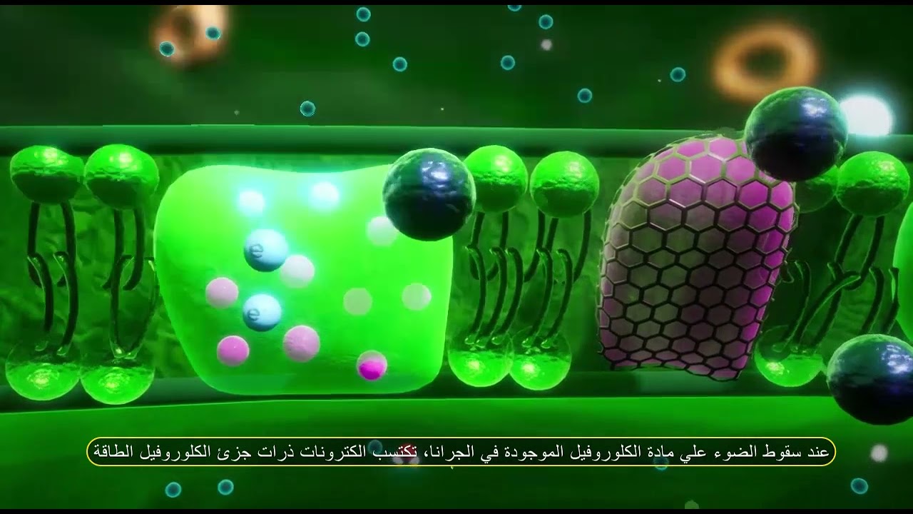 البلاستيدات الخضراء