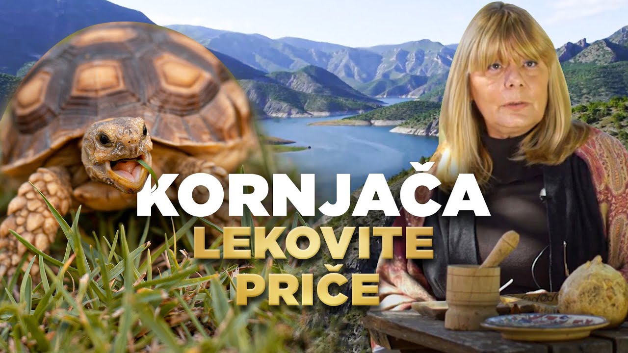 LEKOVITE PRIČE | Kornjača | TV DR