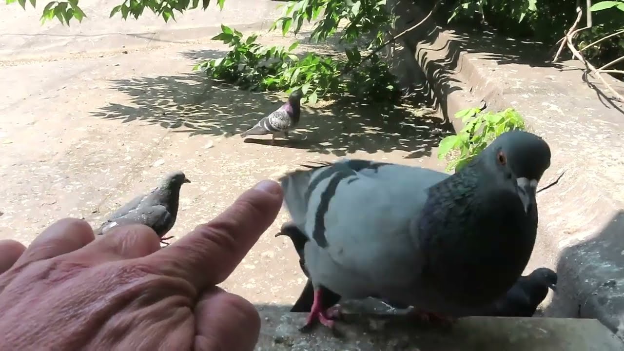 Смелый голубь атакует мой палец (Brave Pigeon attack my Finger