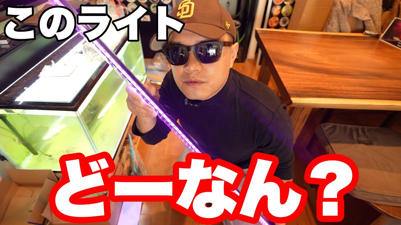 【アロワナが赤くなる？】でんらいの紫外線ライトを購入！#大型魚 #アジアアロワナ #アロワナ #aquarium #古代魚 #アクアリウム