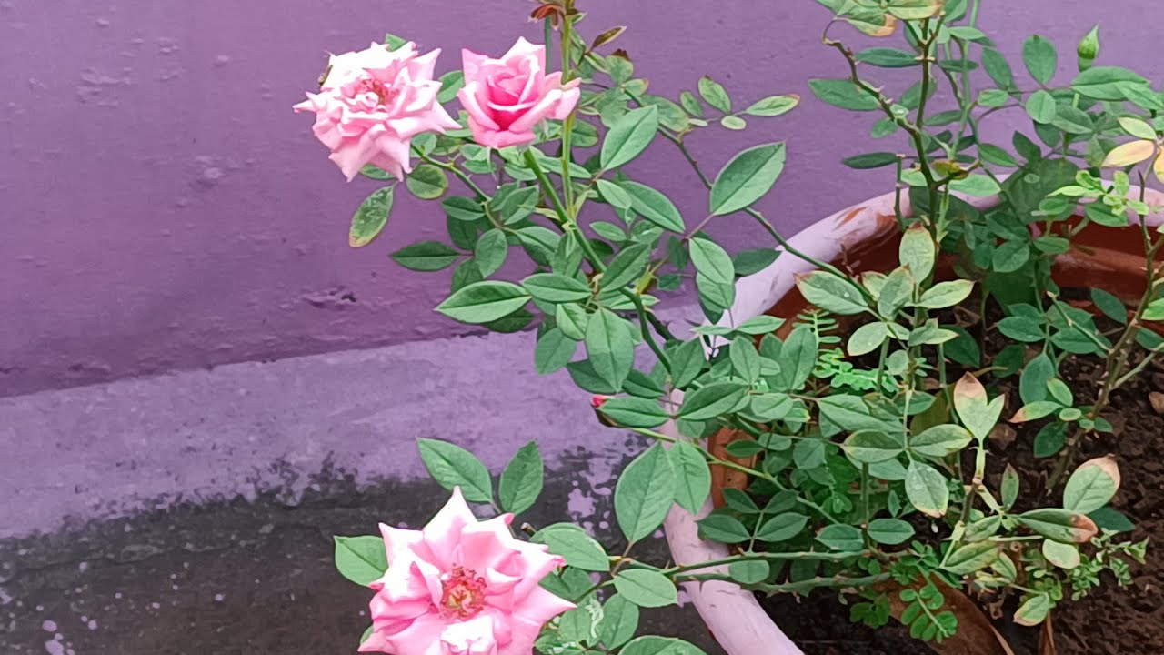My terrace garden flowers are blooming beautifully. 🌸 🌺🌹 / My terrace garden flowers 💐🌹