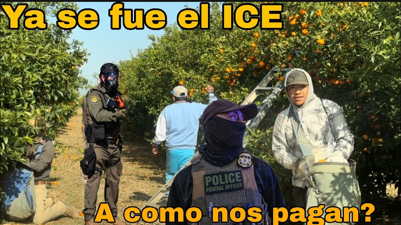 SE FUE LA MIGRA!! /QUE NO QUEDE NINGUNA MANDARINA EN EL ARBOL  GANANDO LOS DOLARES 🍊 